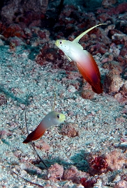 Maldives 2021 - Gobie de feu - Fire dartfish - Nemateleotris magnifica - DSC00713_rc
